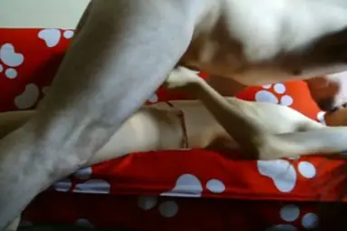 Live ABG Bispak Hotel Skandal Viral Indo Streaming Lumer HD